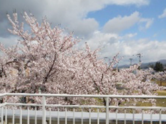 写真：桜のイメージ