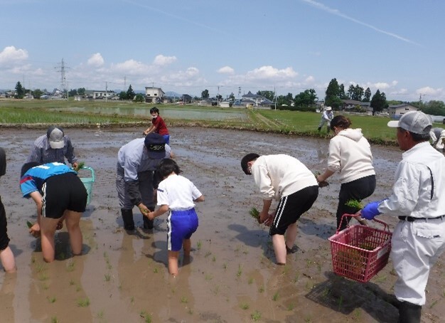 写真：稲刈り