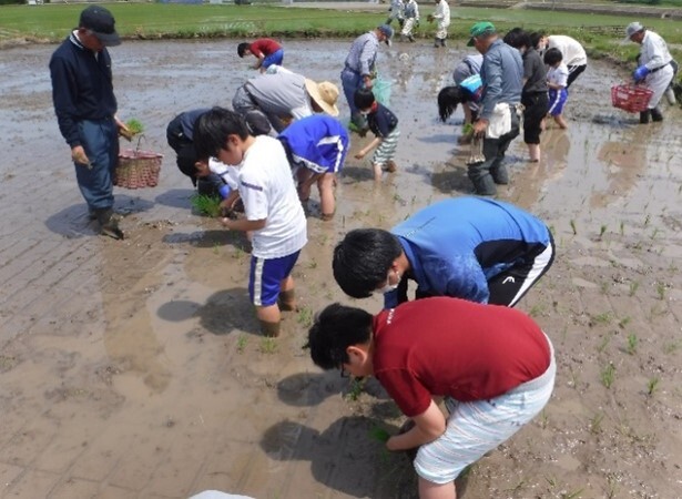 写真：稲刈り