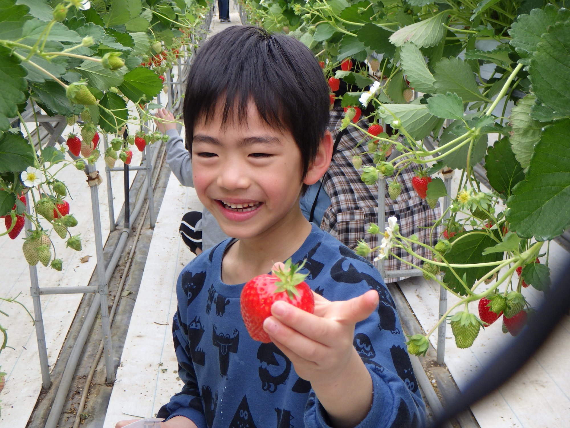 写真：稲刈り