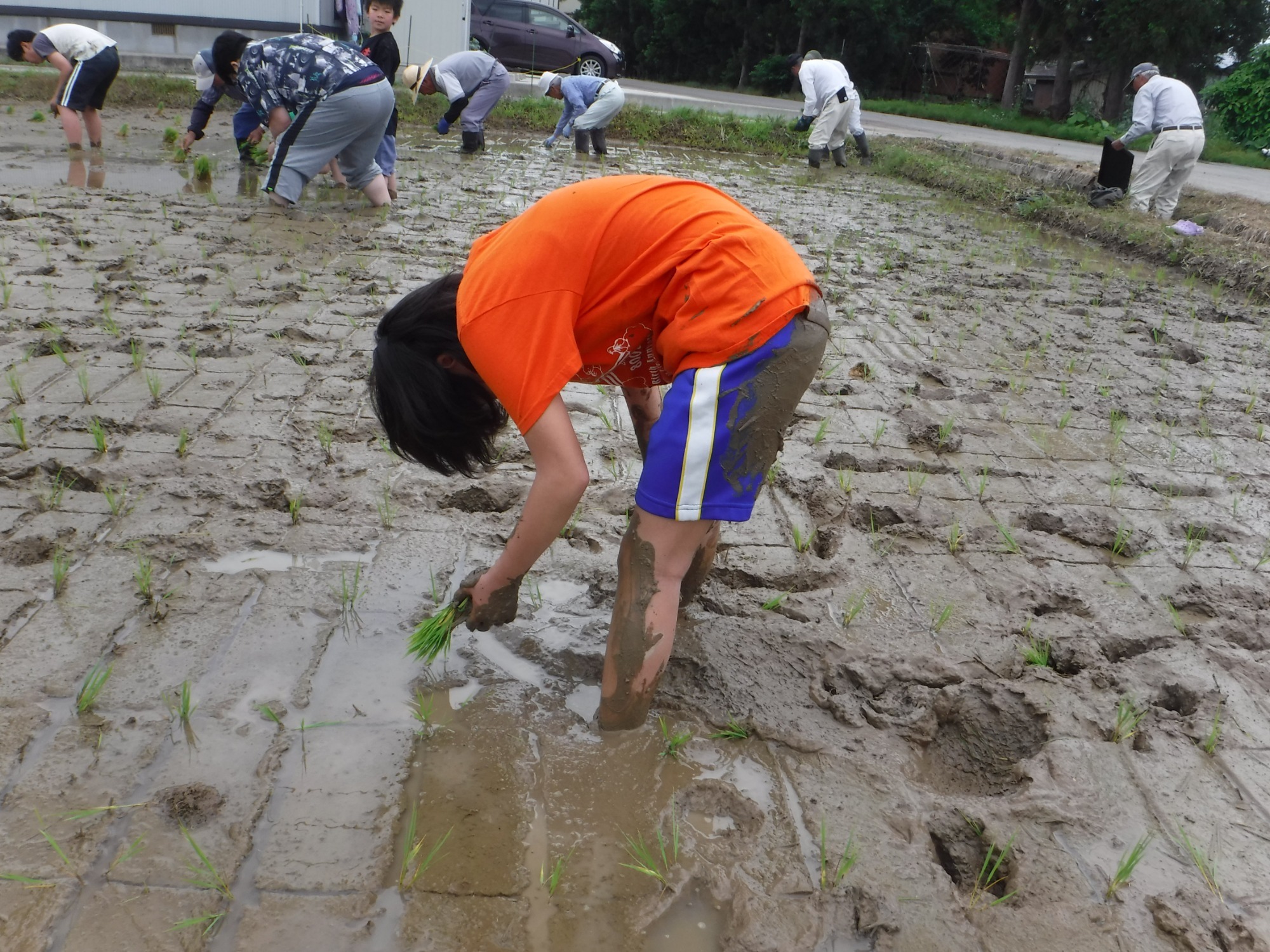 写真：稲刈り