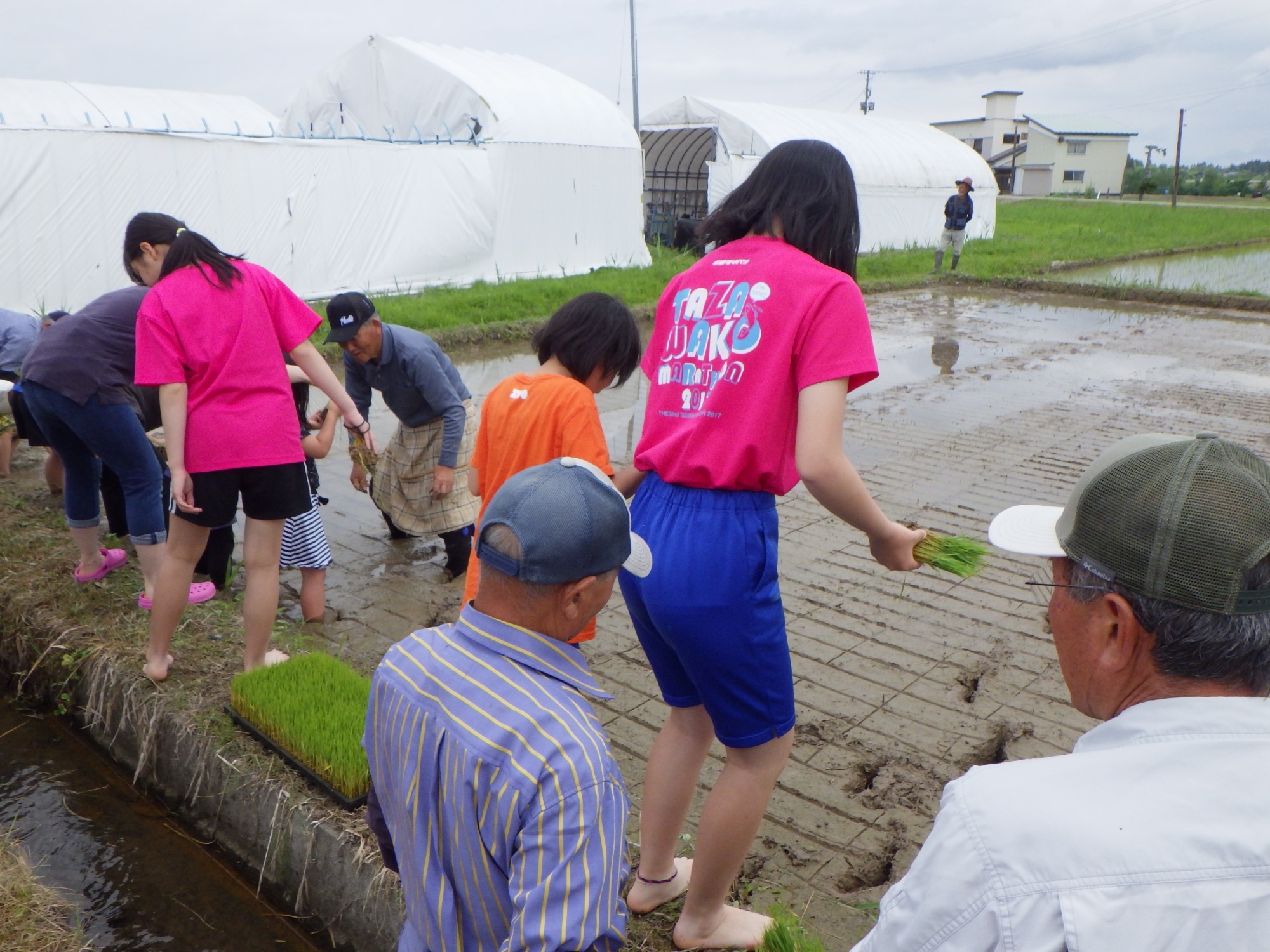 写真：稲刈り