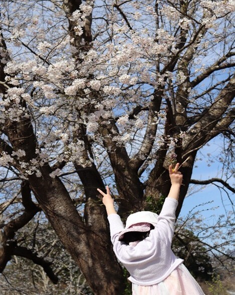 写真：稲刈り