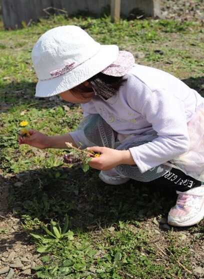 写真：稲刈り