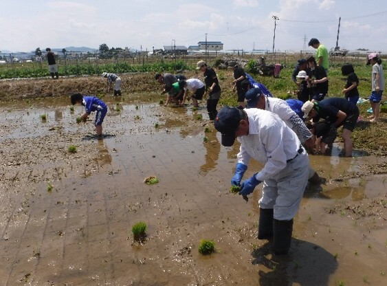写真：稲刈り