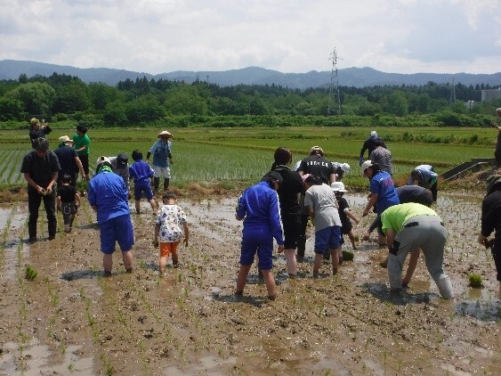 写真：稲刈り